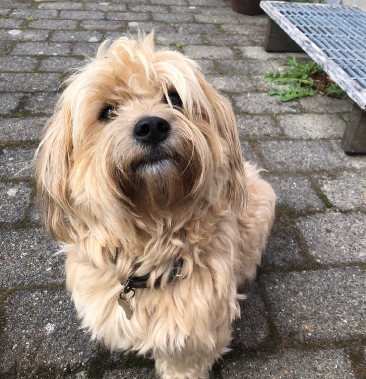Buster - Avlsgodkendt Bichon Havanais