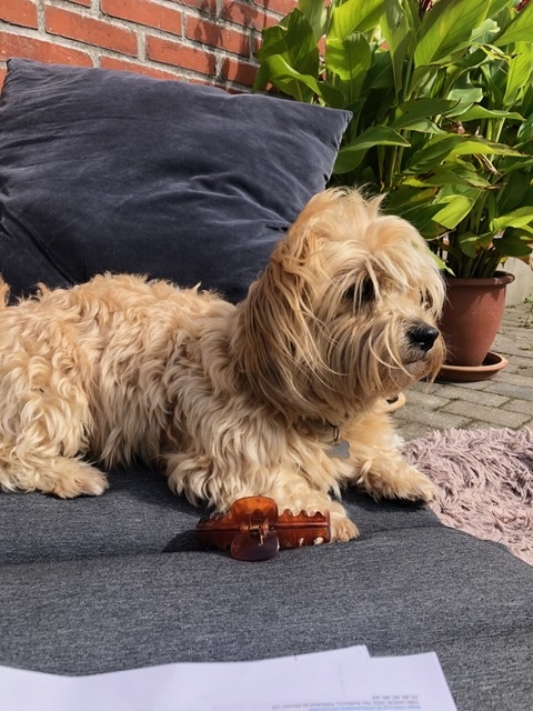 Buster - Avlsgodkendt Bichon Havanais